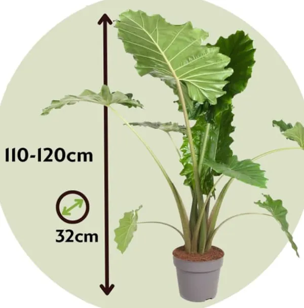 Krukkeplanter Indendørs^Elefantøre - Alocasia 'Portodora' - Højde 110-120cm - ⌀32cm