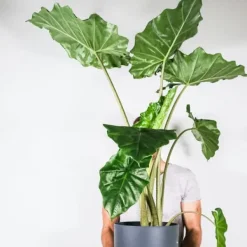 Krukkeplanter Indendørs^Elefantøre - Alocasia 'Portodora' - Højde 110-120cm - ⌀32cm
