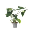 Krukkeplanter Indendørs^Elefantøre - Alocasia 'Zebrina' - Højde 140-150cm - ⌀32cm