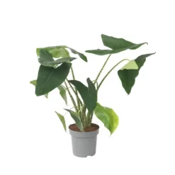 Krukkeplanter Indendørs^Elefantøre - Alocasia 'Zebrina' - Højde 140-150cm - ⌀32cm