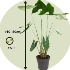 Krukkeplanter Indendørs^Elefantøre - Alocasia 'Zebrina' - Højde 140-150cm - ⌀32cm