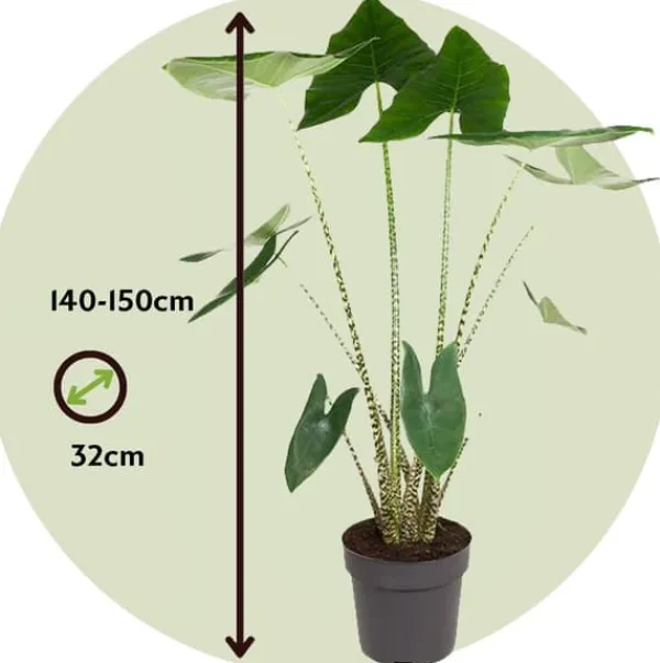 Krukkeplanter Indendørs^Elefantøre - Alocasia 'Zebrina' - Højde 140-150cm - ⌀32cm