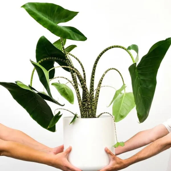 Krukkeplanter Indendørs^Elefantøre - Alocasia 'Zebrina' - Højde 140-150cm - ⌀32cm