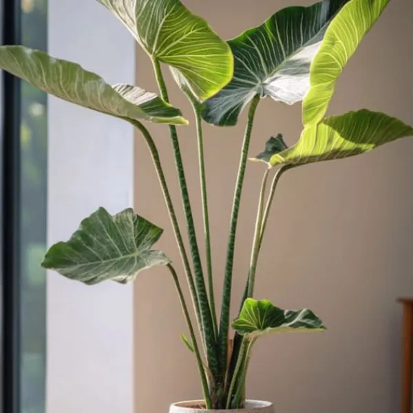Krukkeplanter Indendørs^Elefantøre - Alocasia 'Zebrina' - Højde 140-150cm - ⌀32cm