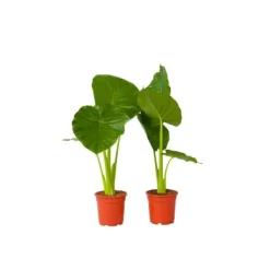 Clearance Elefantøre - Sæt med 2 - Alocasia 'Odora' - Højde 55-75cm - ⌀17cm Krukkeplanter Indendørs