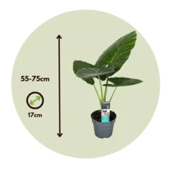 Clearance Elefantøre - Sæt med 2 - Alocasia 'Odora' - Højde 55-75cm - ⌀17cm Krukkeplanter Indendørs