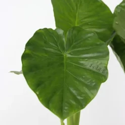 Clearance Elefantøre - Sæt med 2 - Alocasia 'Odora' - Højde 55-75cm - ⌀17cm Krukkeplanter Indendørs