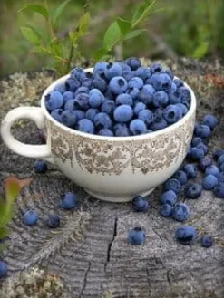 Gødningsmidler^Emerald Complex flerkomponent fjedergødning til blåbær 1,75 kg