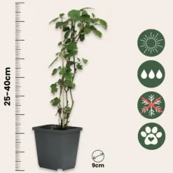 Blomster^Engelstrumpet - Sæt med 3 - Brugmansia - Højde 25-40cm - ⌀9cm