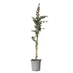 Clearance Eukalyptus - Eucalyptus cinerea 'Silver Dollar' - Højde 90-110cm - ⌀19cm Krukkeplanter Indendørs