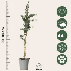 Clearance Eukalyptus - Eucalyptus cinerea 'Silver Dollar' - Højde 90-110cm - ⌀19cm Krukkeplanter Indendørs