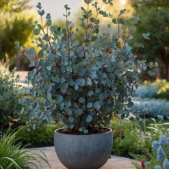 Clearance Eukalyptus - Eucalyptus cinerea 'Silver Dollar' - Højde 90-110cm - ⌀19cm Krukkeplanter Indendørs