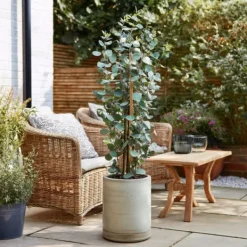 Clearance Eukalyptus - Eucalyptus cinerea 'Silver Dollar' - Højde 90-110cm - ⌀19cm Krukkeplanter Indendørs