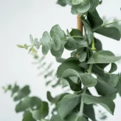 Clearance Eukalyptus - Eucalyptus cinerea 'Silver Dollar' - Højde 90-110cm - ⌀19cm Krukkeplanter Indendørs