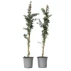 New Eukalyptus - Sæt med 2 - Eucalyptus 'Silver Dollar' - Højde 90-110cm - ⌀19cm Krukkeplanter Indendørs