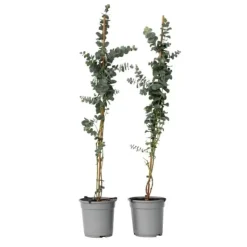 New Eukalyptus - Sæt med 2 - Eucalyptus 'Silver Dollar' - Højde 90-110cm - ⌀19cm Krukkeplanter Indendørs
