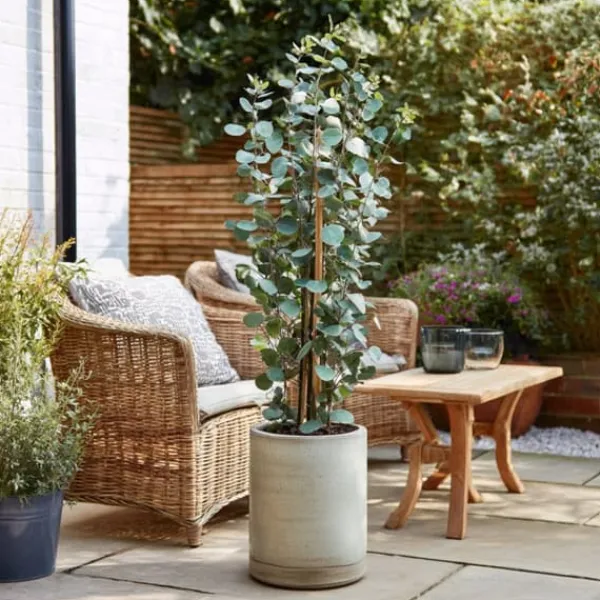 New Eukalyptus - Sæt med 2 - Eucalyptus 'Silver Dollar' - Højde 90-110cm - ⌀19cm Krukkeplanter Indendørs
