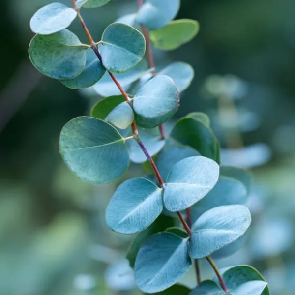 New Eukalyptus - Sæt med 2 - Eucalyptus 'Silver Dollar' - Højde 90-110cm - ⌀19cm Krukkeplanter Indendørs