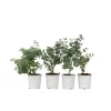 Krukkeplanter Indendørs^Eukalyptus - Sæt med 4 - Eucalyptus 'Pulverulenta' - Højde 25-40cm - ⌀12cm