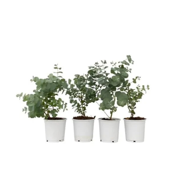 Krukkeplanter Indendørs^Eukalyptus - Sæt med 4 - Eucalyptus 'Pulverulenta' - Højde 25-40cm - ⌀12cm