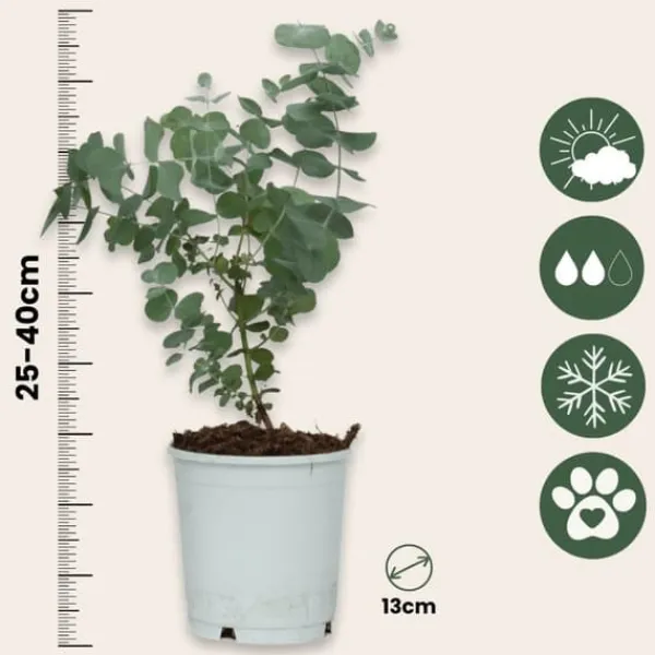 Krukkeplanter Indendørs^Eukalyptus - Sæt med 4 - Eucalyptus 'Pulverulenta' - Højde 25-40cm - ⌀12cm