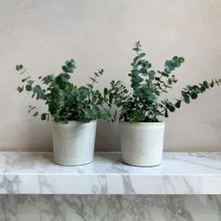 Krukkeplanter Indendørs^Eukalyptus - Sæt med 4 - Eucalyptus 'Pulverulenta' - Højde 25-40cm - ⌀12cm