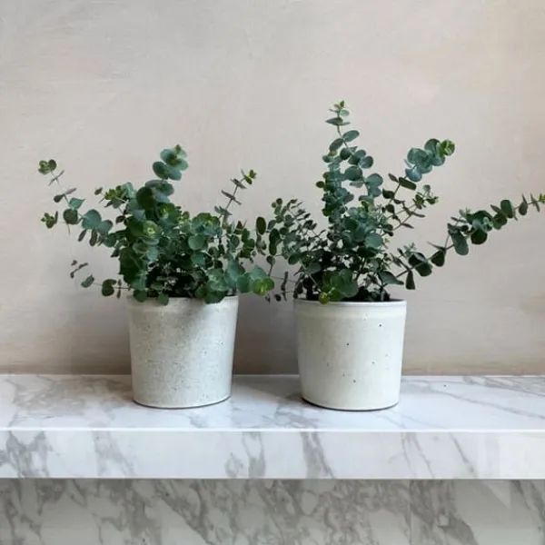 Krukkeplanter Indendørs^Eukalyptus - Sæt med 4 - Eucalyptus 'Pulverulenta' - Højde 25-40cm - ⌀12cm