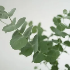 Krukkeplanter Indendørs^Eukalyptus - Sæt med 4 - Eucalyptus 'Pulverulenta' - Højde 25-40cm - ⌀12cm