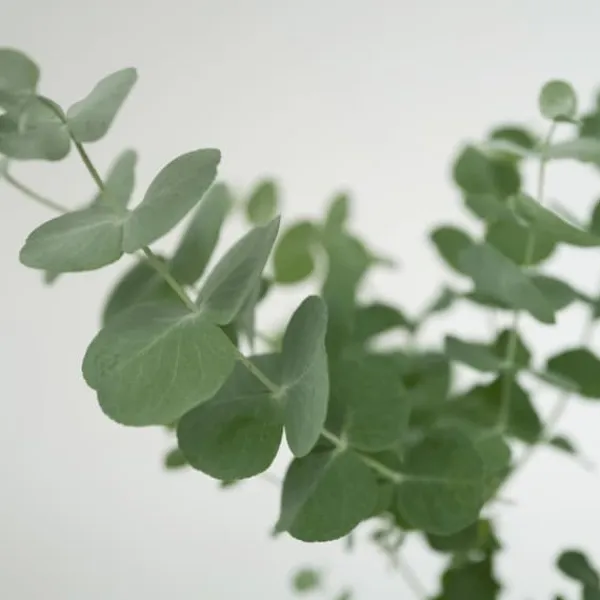 Krukkeplanter Indendørs^Eukalyptus - Sæt med 4 - Eucalyptus 'Pulverulenta' - Højde 25-40cm - ⌀12cm