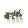 Krukkeplanter Indendørs^Eukalyptus - Sæt med 6 - Eucalyptus 'Pulverulenta' - Højde 25-40cm - ⌀12cm