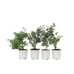 Krukkeplanter Indendørs^Eukalyptus - Sæt med 6 - Eucalyptus 'Pulverulenta' - Højde 25-40cm - ⌀12cm