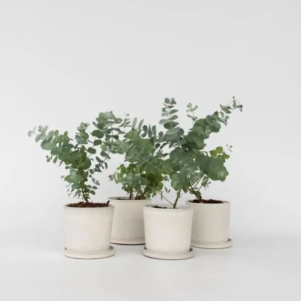 Krukkeplanter Indendørs^Eukalyptus - Sæt med 6 - Eucalyptus 'Pulverulenta' - Højde 25-40cm - ⌀12cm