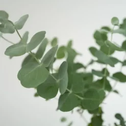 Krukkeplanter Indendørs^Eukalyptus - Sæt med 6 - Eucalyptus 'Pulverulenta' - Højde 25-40cm - ⌀12cm