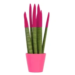 Krukkeplanter Indendørs^Farvet bajonetplante - Sansevieria cylindrica - Højde 20-40cm - ⌀9cm