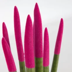 Krukkeplanter Indendørs^Farvet bajonetplante - Sansevieria cylindrica - Højde 20-40cm - ⌀9cm