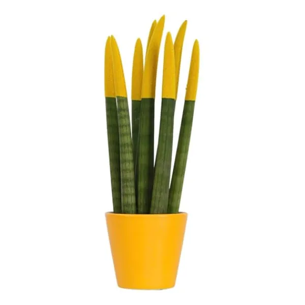 Krukkeplanter Indendørs^Farvet bajonetplante - Sansevieria cylindrica - Højde 20-40cm - ⌀9cm