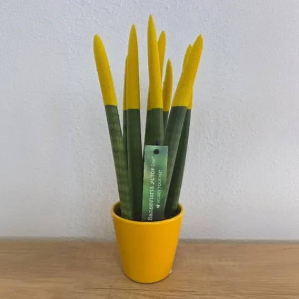 Krukkeplanter Indendørs^Farvet bajonetplante - Sansevieria cylindrica - Højde 20-40cm - ⌀9cm