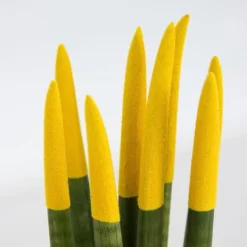 Krukkeplanter Indendørs^Farvet bajonetplante - Sansevieria cylindrica - Højde 20-40cm - ⌀9cm