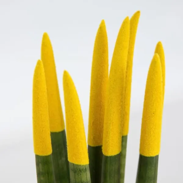 Krukkeplanter Indendørs^Farvet bajonetplante - Sansevieria cylindrica - Højde 20-40cm - ⌀9cm