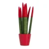 Krukkeplanter Indendørs^Farvet bajonetplante - Sansevieria cylindrica - Højde 20-40cm - ⌀9cm