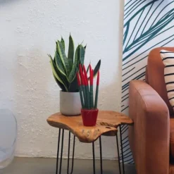 Krukkeplanter Indendørs^Farvet bajonetplante - Sansevieria cylindrica - Højde 20-40cm - ⌀9cm