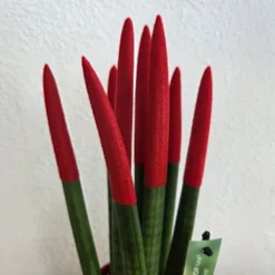Krukkeplanter Indendørs^Farvet bajonetplante - Sansevieria cylindrica - Højde 20-40cm - ⌀9cm