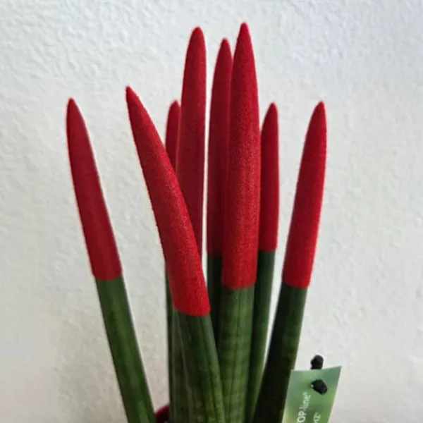 Krukkeplanter Indendørs^Farvet bajonetplante - Sansevieria cylindrica - Højde 20-40cm - ⌀9cm