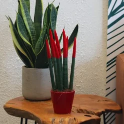 Krukkeplanter Indendørs^Farvet bajonetplante - Sansevieria cylindrica - Højde 20-40cm - ⌀9cm