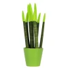 Best Farvet bajonetplante - Sansevieria cylindrica - Højde 20-40cm - ⌀9cm Krukkeplanter Indendørs