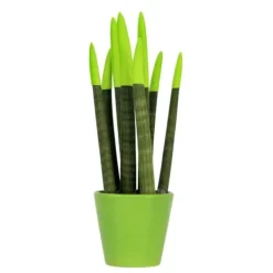 Best Farvet bajonetplante - Sansevieria cylindrica - Højde 20-40cm - ⌀9cm Krukkeplanter Indendørs