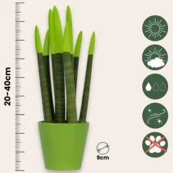 Best Farvet bajonetplante - Sansevieria cylindrica - Højde 20-40cm - ⌀9cm Krukkeplanter Indendørs