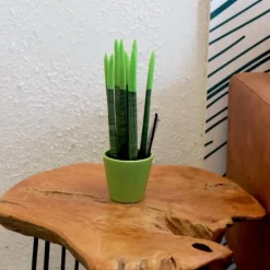 Best Farvet bajonetplante - Sansevieria cylindrica - Højde 20-40cm - ⌀9cm Krukkeplanter Indendørs