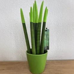 Best Farvet bajonetplante - Sansevieria cylindrica - Højde 20-40cm - ⌀9cm Krukkeplanter Indendørs