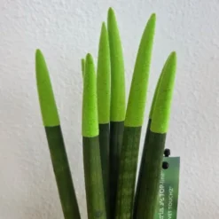 Best Farvet bajonetplante - Sansevieria cylindrica - Højde 20-40cm - ⌀9cm Krukkeplanter Indendørs